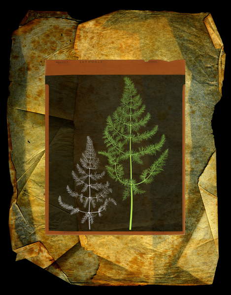 photo collage of press ferns Rusticus (6), 2010, photographic contamination, Cerocchi, Giulio  Private Collection  © Giulio Cerocchi  Bridgeman Images 6146667