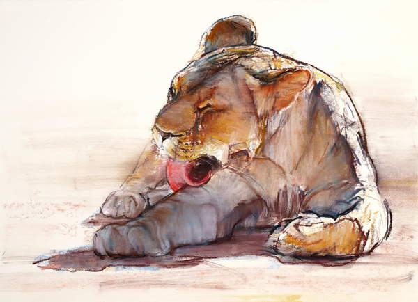 watercolour of a young lion leaking its paw Tongue Bath, 2019, (conté and pastel on paper), Adlington, Mark  Private Collection  Bridgeman Images 6352841