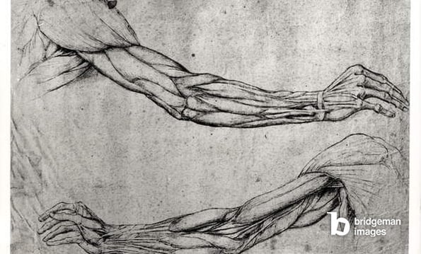 Study of Arms (pen & ink on paper), Leonardo da Vinci (1452-1519) / Louvre, Paris, France / Bridgeman Images 