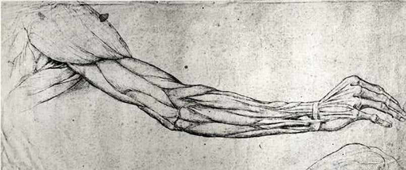 Leonardo da Vinci (1452-1519) - The skeleton (recto); The muscles of the  face and arm, and the nerves and veins of the hand (verso)